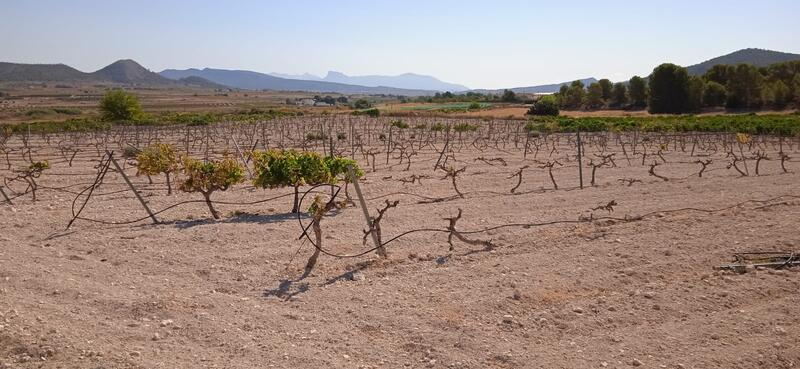 Terrenos en venta en Pinoso, Alicante