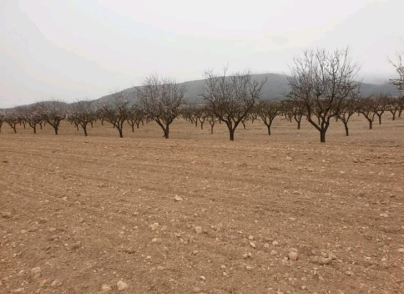 Terrenos en venta en Pinoso, Alicante