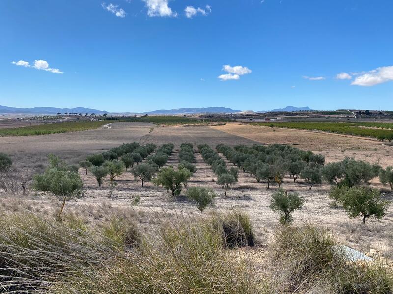Terrain à vendre dans Pinoso, Alicante