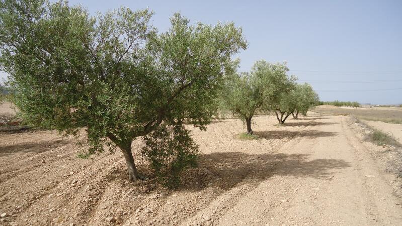 Land for sale in Cañada del Trigo, Alicante