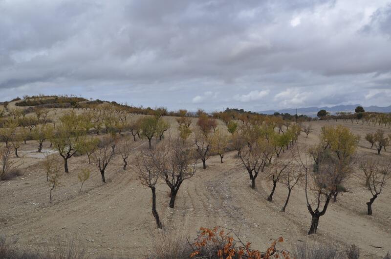 Land Te koop in La Zarza, Murcia