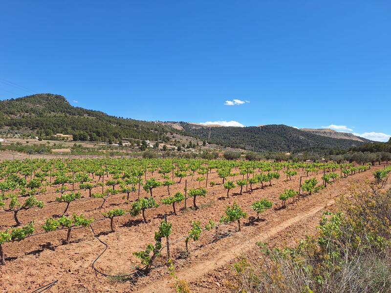 Land for sale