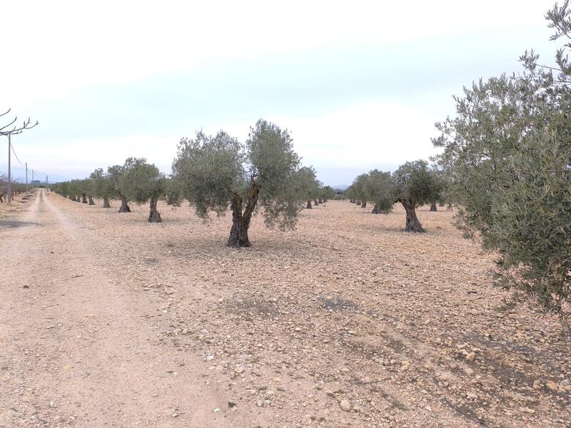 Land for sale