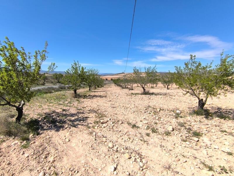 Terrenos en venta en Jumilla, Murcia