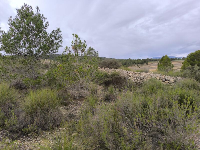Terrenos en venta