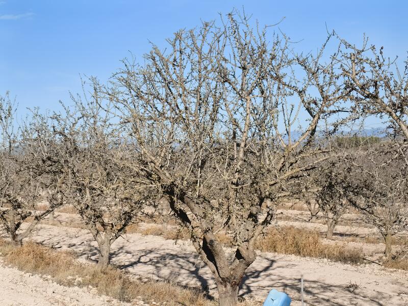 Terrenos en venta en Pinoso, Alicante
