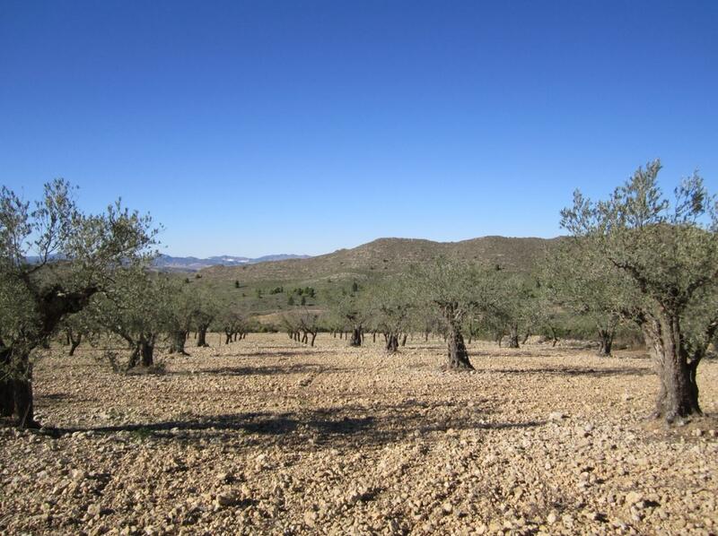 Land Te koop in Villena, Alicante