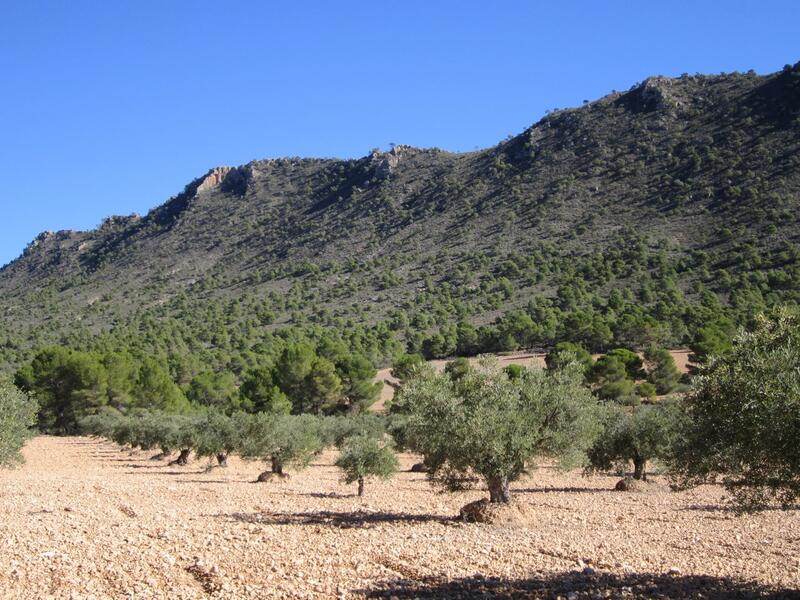 Landa till salu i Yecla, Murcia