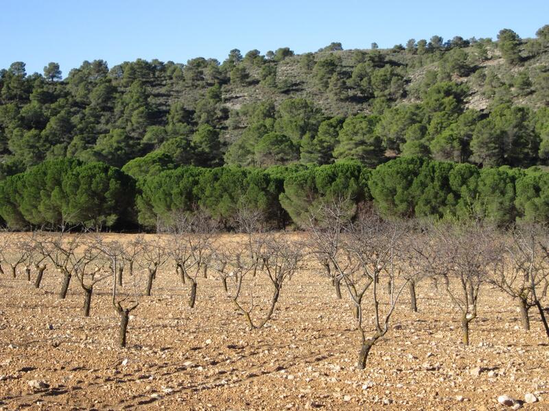 Landa till salu i Yecla, Murcia