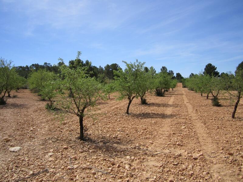 Landa till salu i Yecla, Murcia