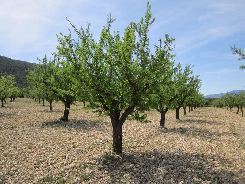 Landa till salu i Yecla, Murcia