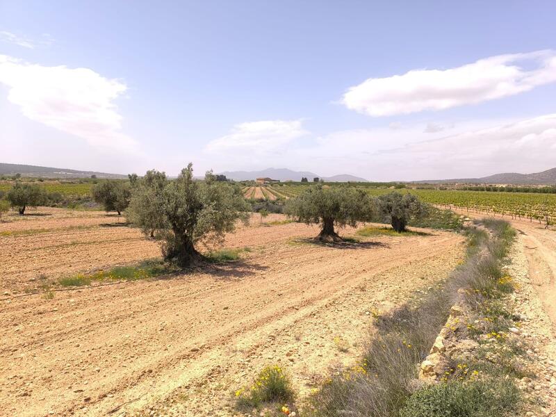 Jord til salg i Pinoso, Alicante