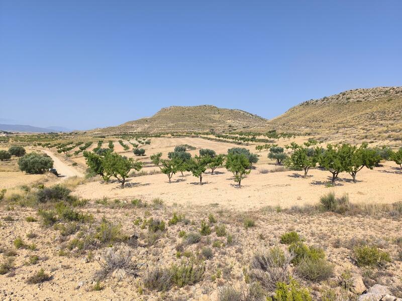 Land Te koop in Jumilla, Murcia