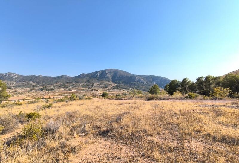Terrain à vendre dans Algueña, Alicante