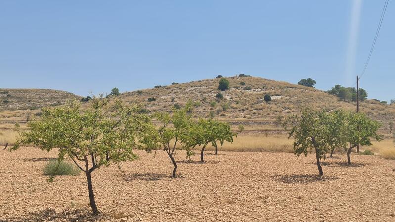 земля продается в Cañada del Trigo, Alicante