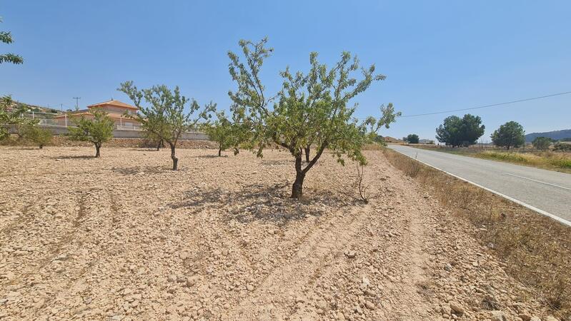 Land for sale in Jumilla, Murcia