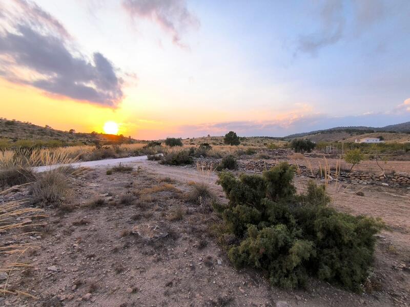 Land for sale in Pinoso, Alicante