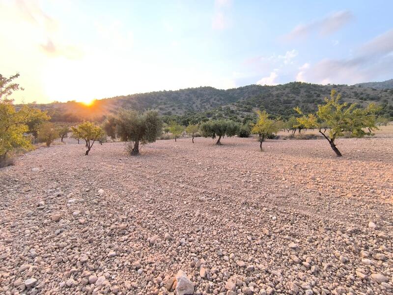 Terrenos en venta en Pinoso, Alicante