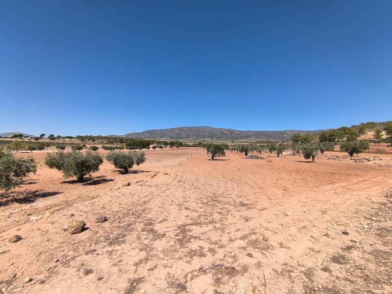 Landa till salu i Monóvar, Alicante