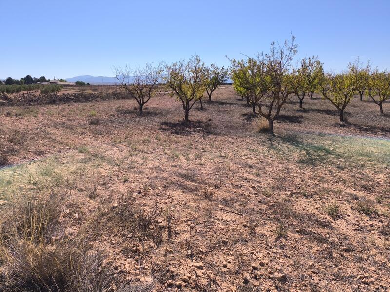 Terrenos en venta en Pinoso, Alicante