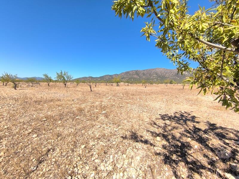 Terrain à vendre dans Monóvar, Alicante