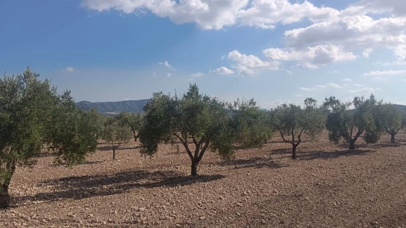Terrenos en venta
