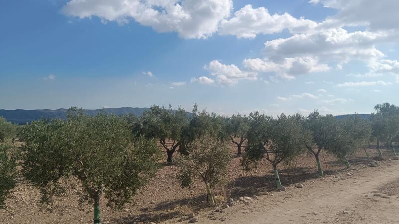 Terrenos en venta