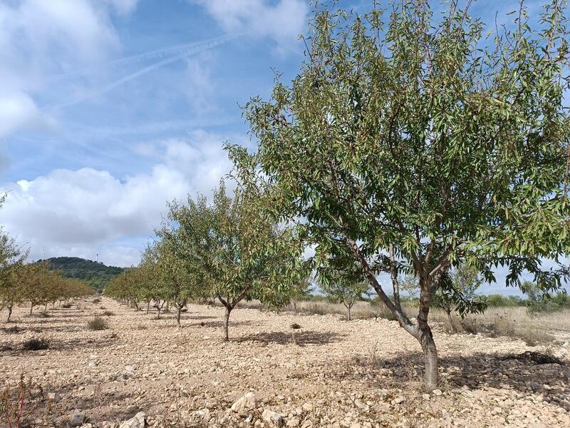 Land for sale in Yecla, Murcia Land for sale in Yecla, Murcia