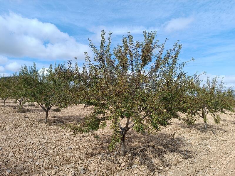 Terrenos en venta Terrenos en venta