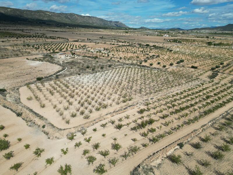 земля продается в Pinoso, Alicante