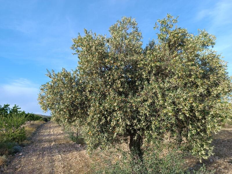 2 bedroom Country House for sale 2 bedroom Country House for sale