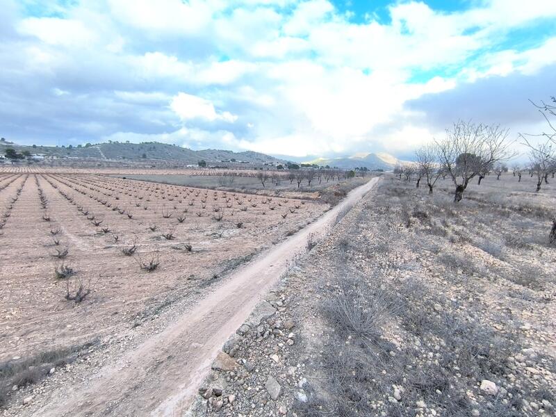 Jord til salg i La Solana, Alicante