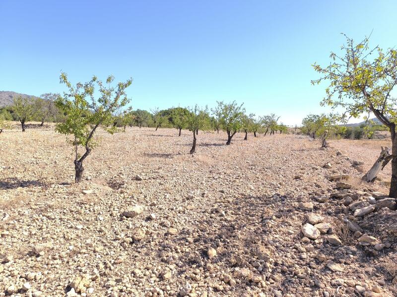Jord til salg i Monóvar, Alicante