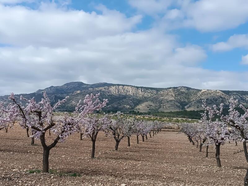 Grundstück zu verkaufen in Jumilla, Murcia
