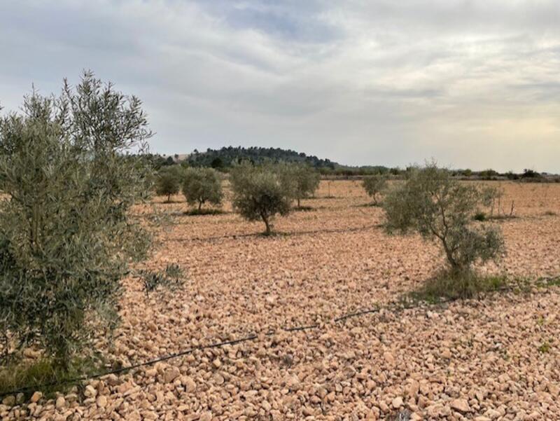 Land for sale in Yecla, Murcia