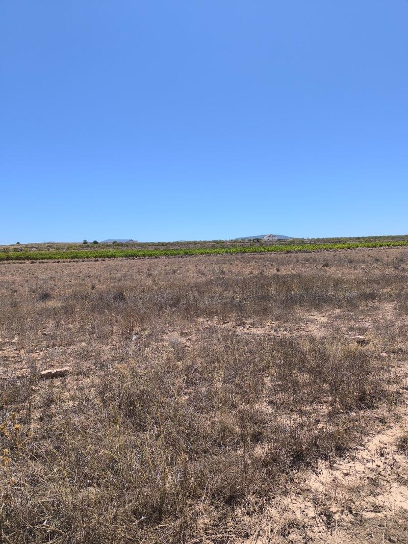 земля продается в Pinoso, Alicante земля продается в Pinoso, Alicante