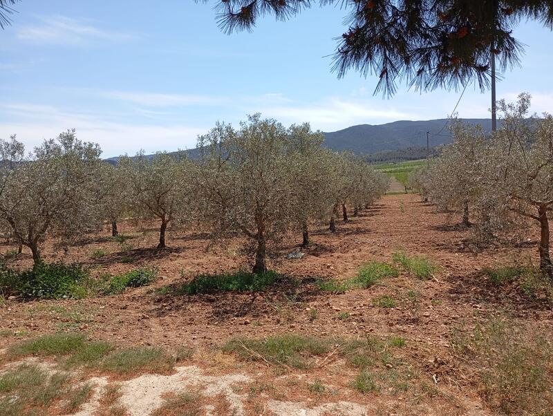 5 soveværelse Landsted til salg