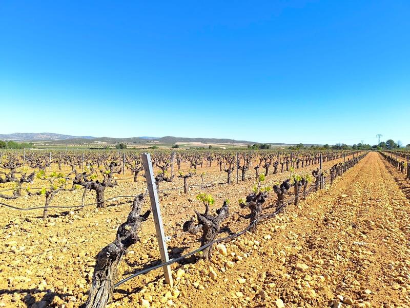 Land til salgs i Yecla, Murcia