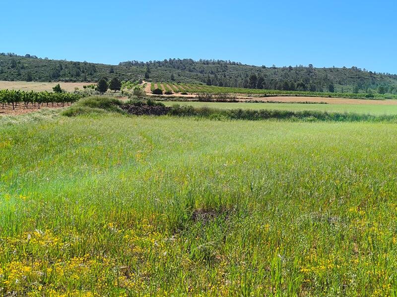 Jord til salg i Yecla, Murcia