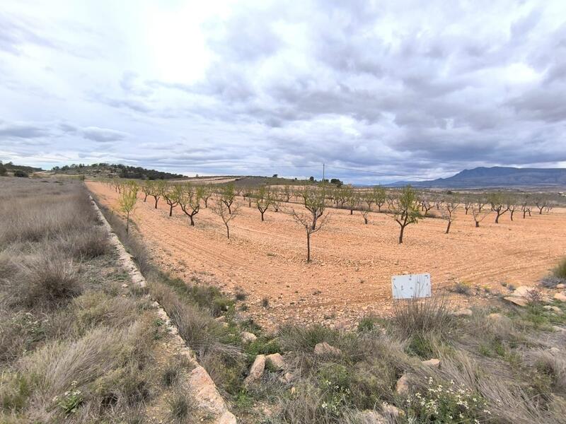 Terrain à vendre dans Pinoso, Alicante