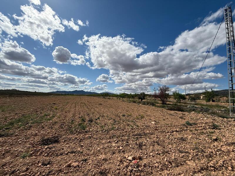 Terrenos en venta en Pinoso, Alicante