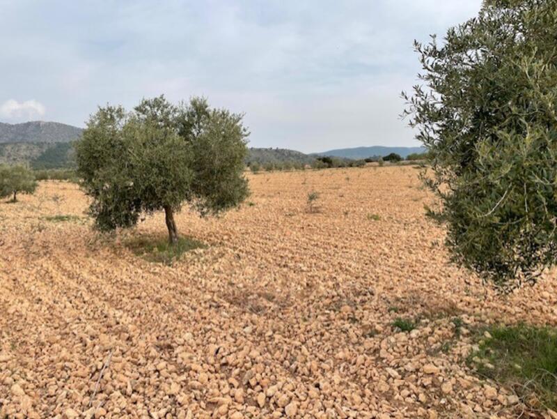 Land for sale Land for sale