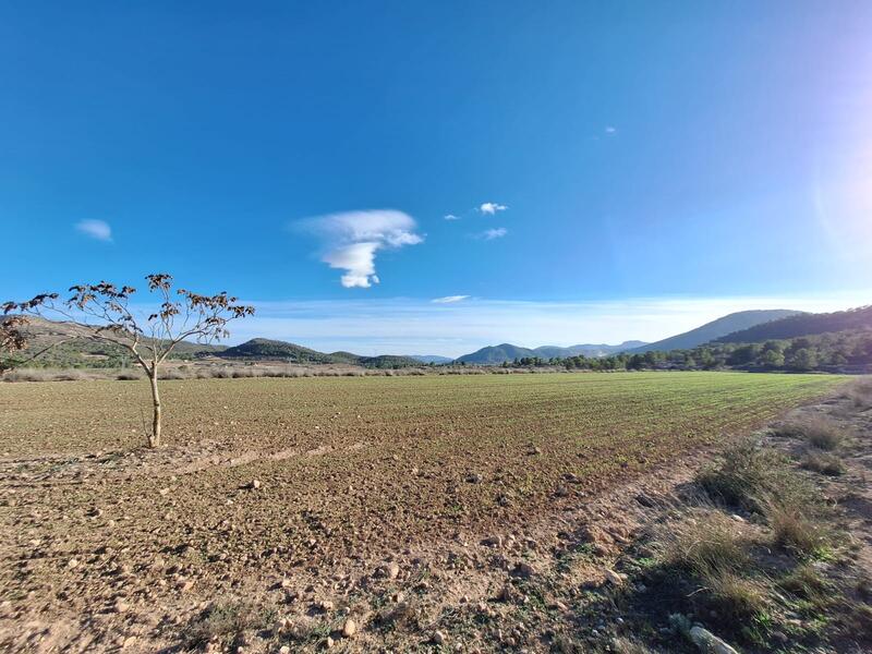 земля продается в Monóvar, Alicante земля продается в Monóvar, Alicante