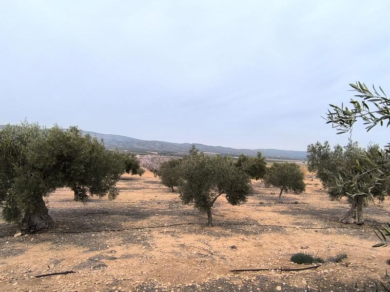 Country House for sale in Villena, Alicante