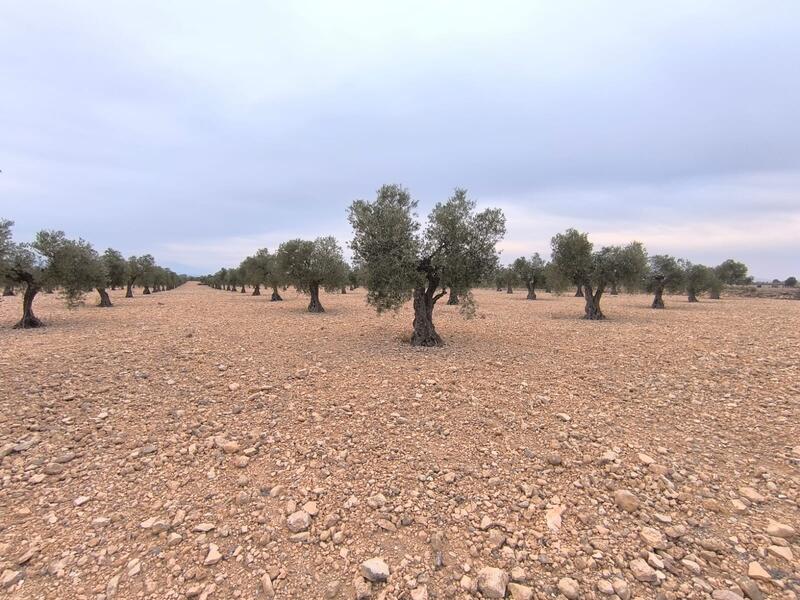 Auberge à vendre dans Yecla, Murcia