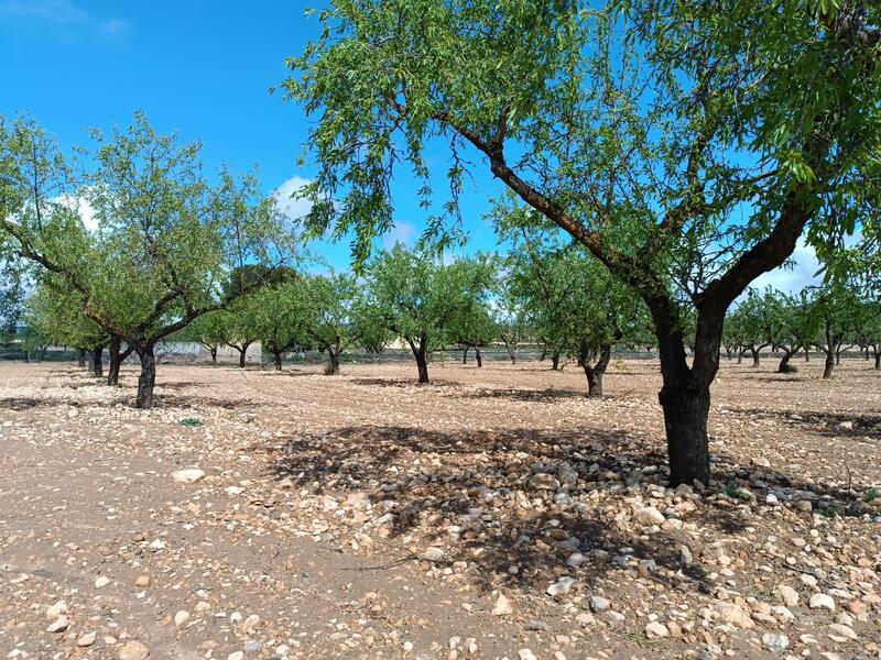 Country House for sale in Yecla, Murcia