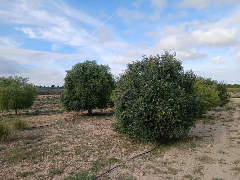 Landsted til salg i Yecla, Murcia