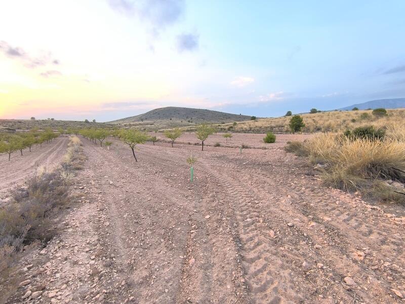 Country House for sale in Pinoso, Alicante