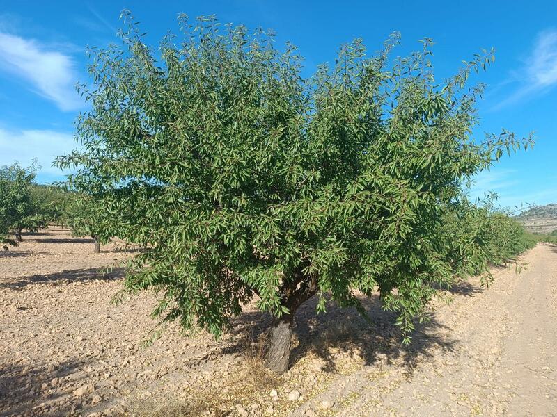 Lantställe till salu