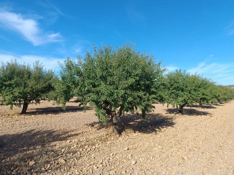 Lantställe till salu